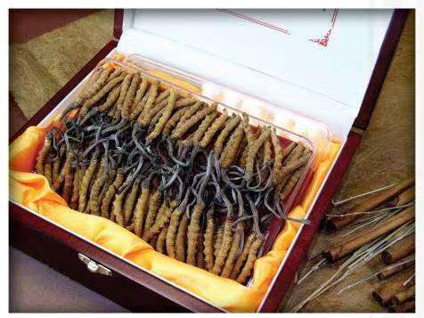 龙湖镇冬虫夏草回收